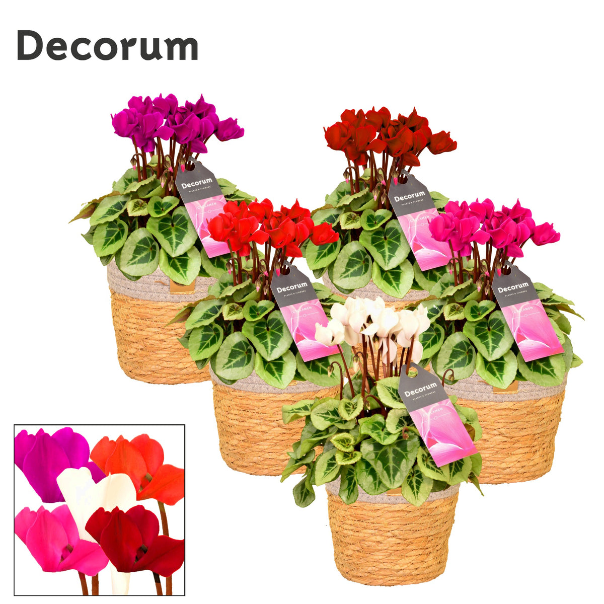 Cyclamen Picasso 25cm 15cm Pot