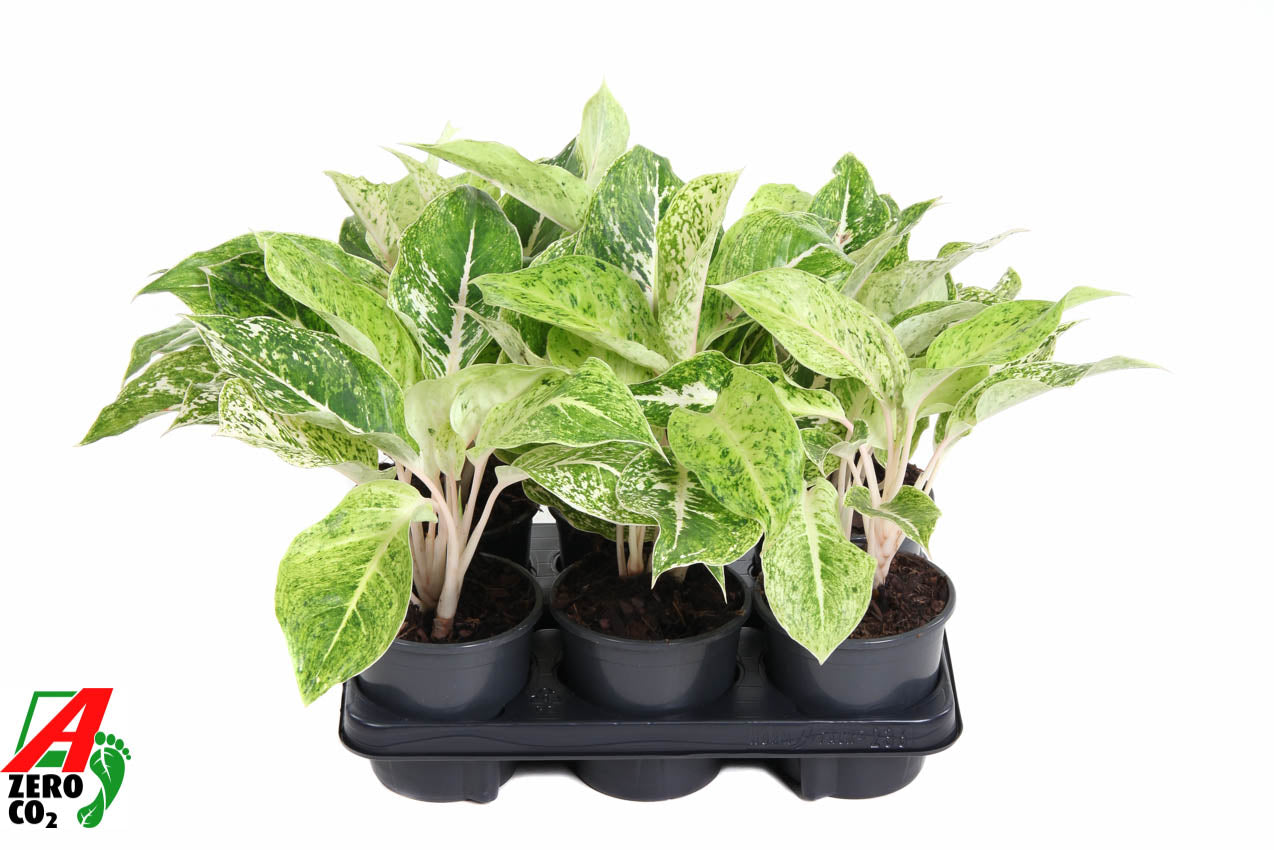 Aglaonema Hybrid 30cm 13cm Pot