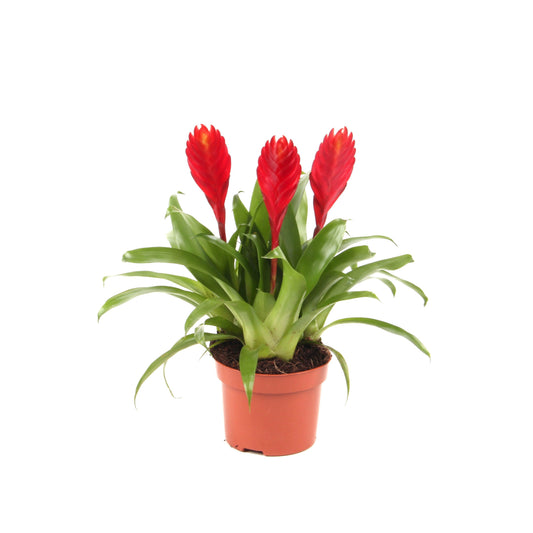 Vriesea Christiane 30cm 12cm Pot