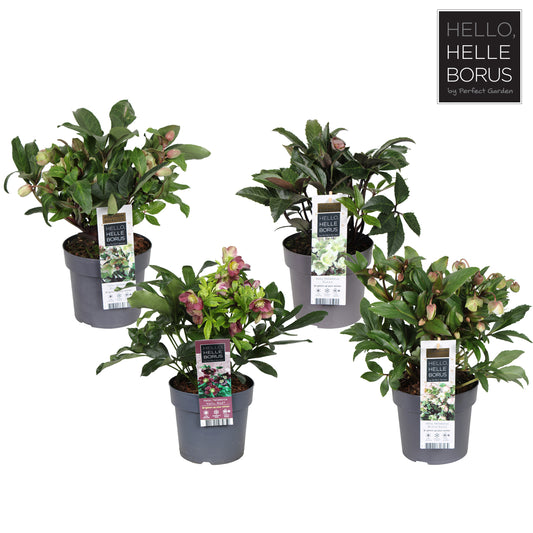Helleborus niger 50cm 17cm Pot