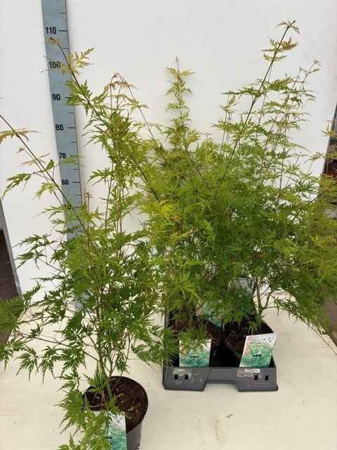 Acer Seiryu 60cm 19cm Pot