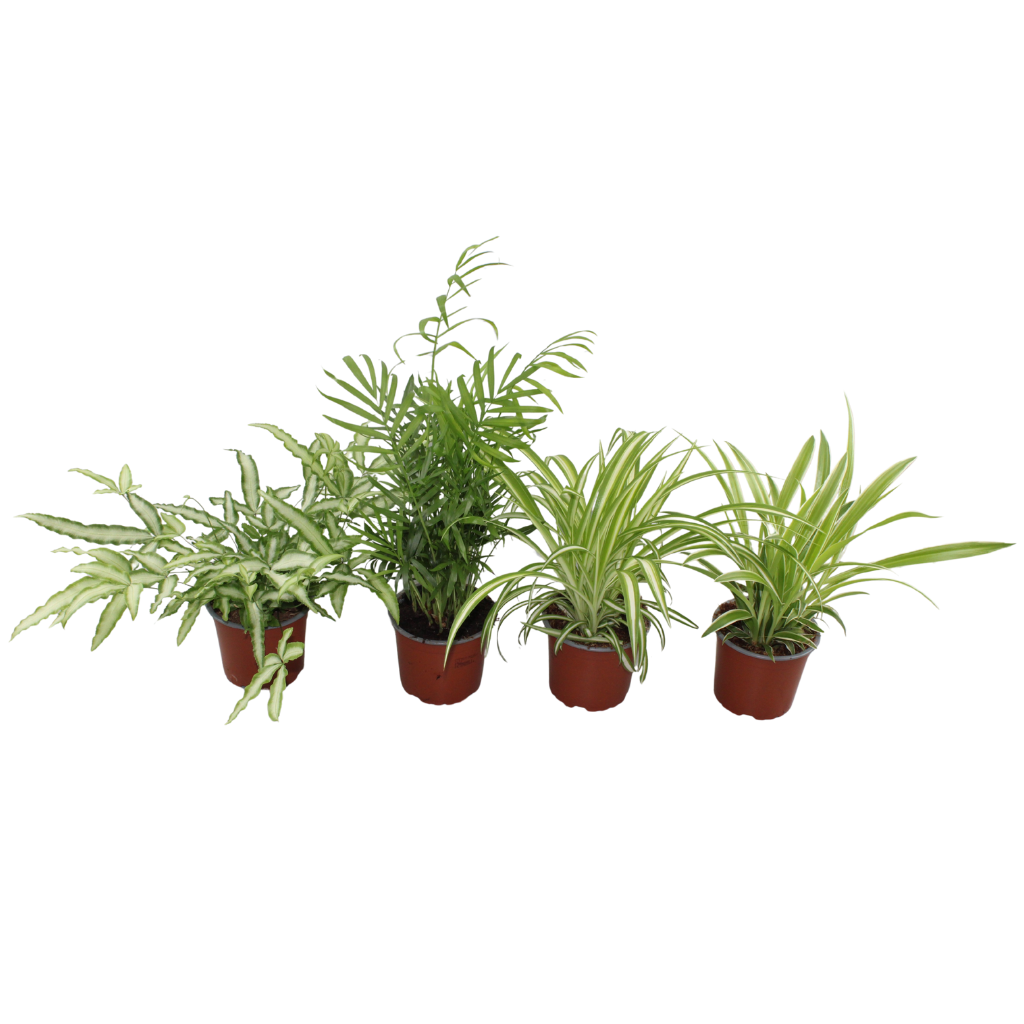 Foliage houseplants mix 25cm 12cm Pot