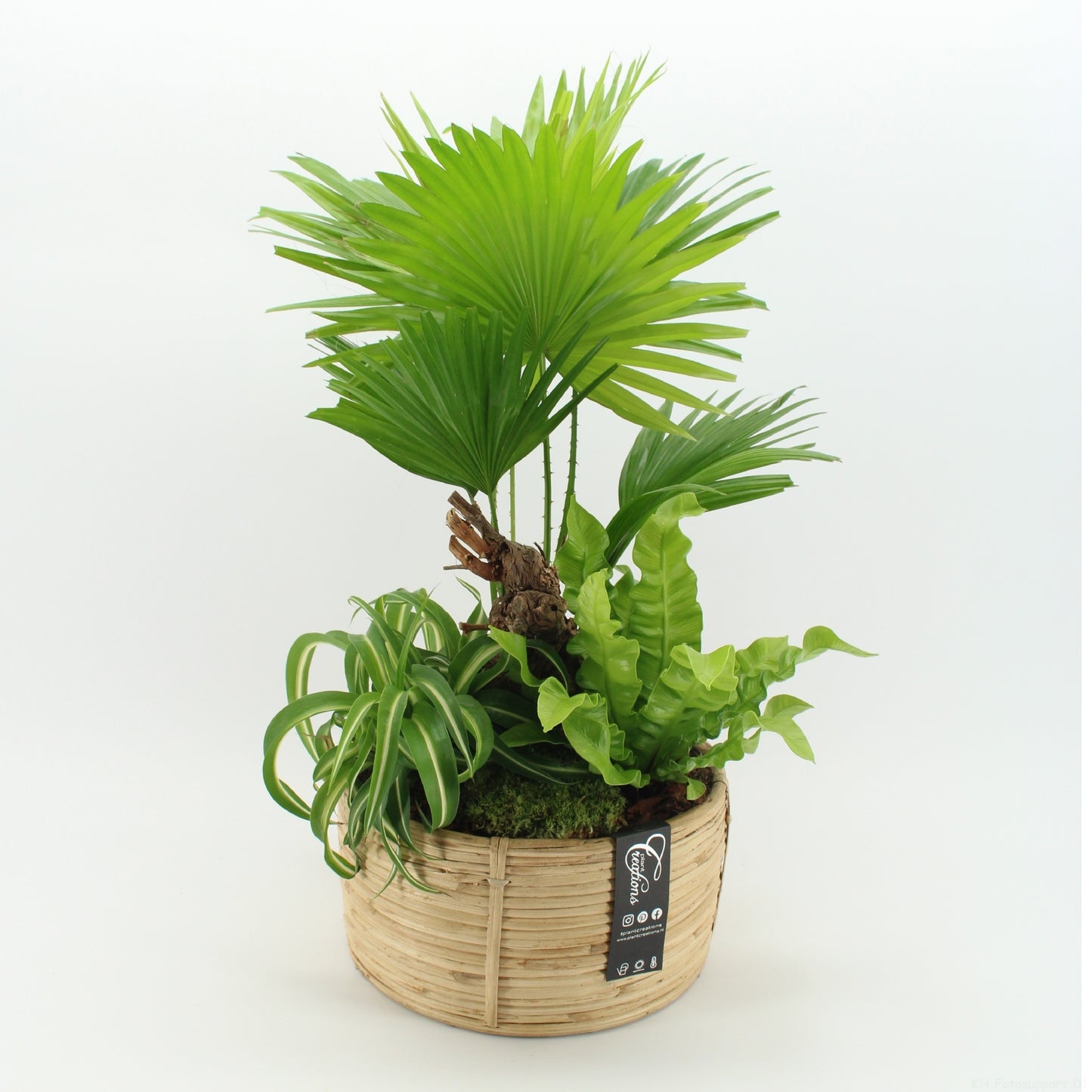 Indoor green arrangement 60cm 27cm Pot