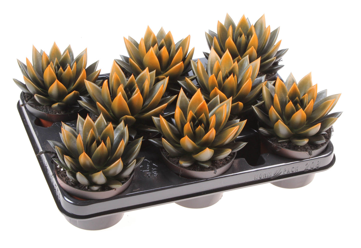 Halloween bicolor black + orange point 12cm 10.5cm Pot