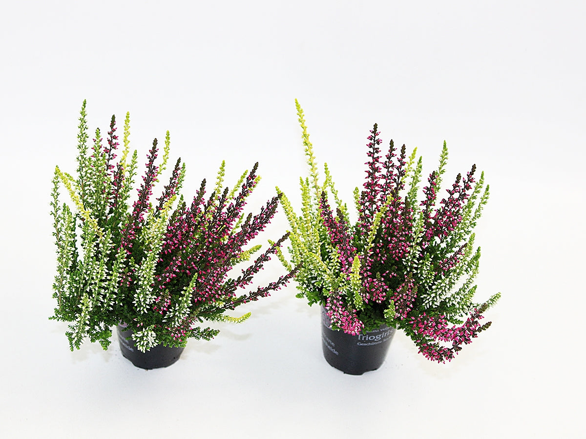 Calluna Garden Girls trio 10cm 6cm Pot