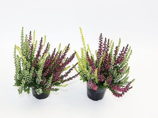 Calluna Garden Girls trio 10cm 6cm Pot