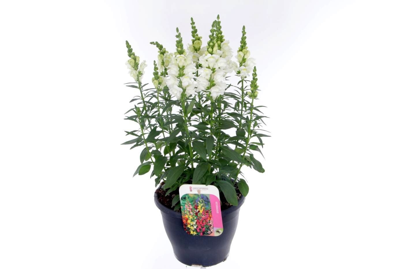 Antirrhinum majus 60cm 23cm Pot