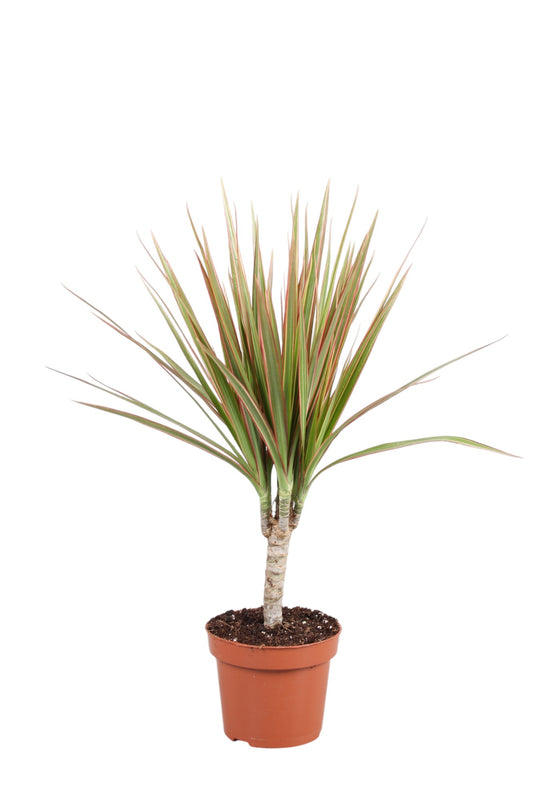 Vireo-Hedera plant BV Dracaena Bicolor Pack of 10