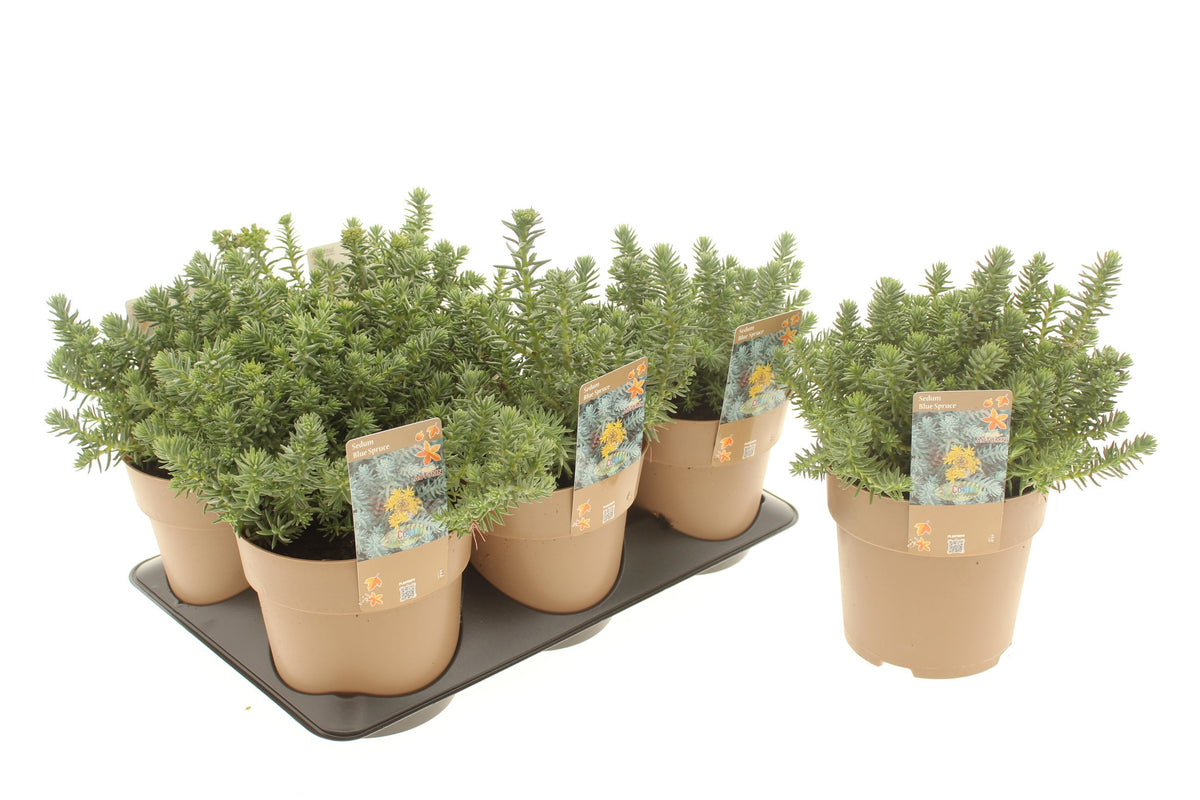 Sedum album mix 25cm 15cm Pot