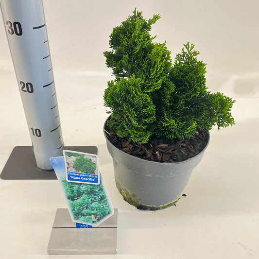 Chamaecyparis obtusa Nana Gracilis 25cm 19cm Pot