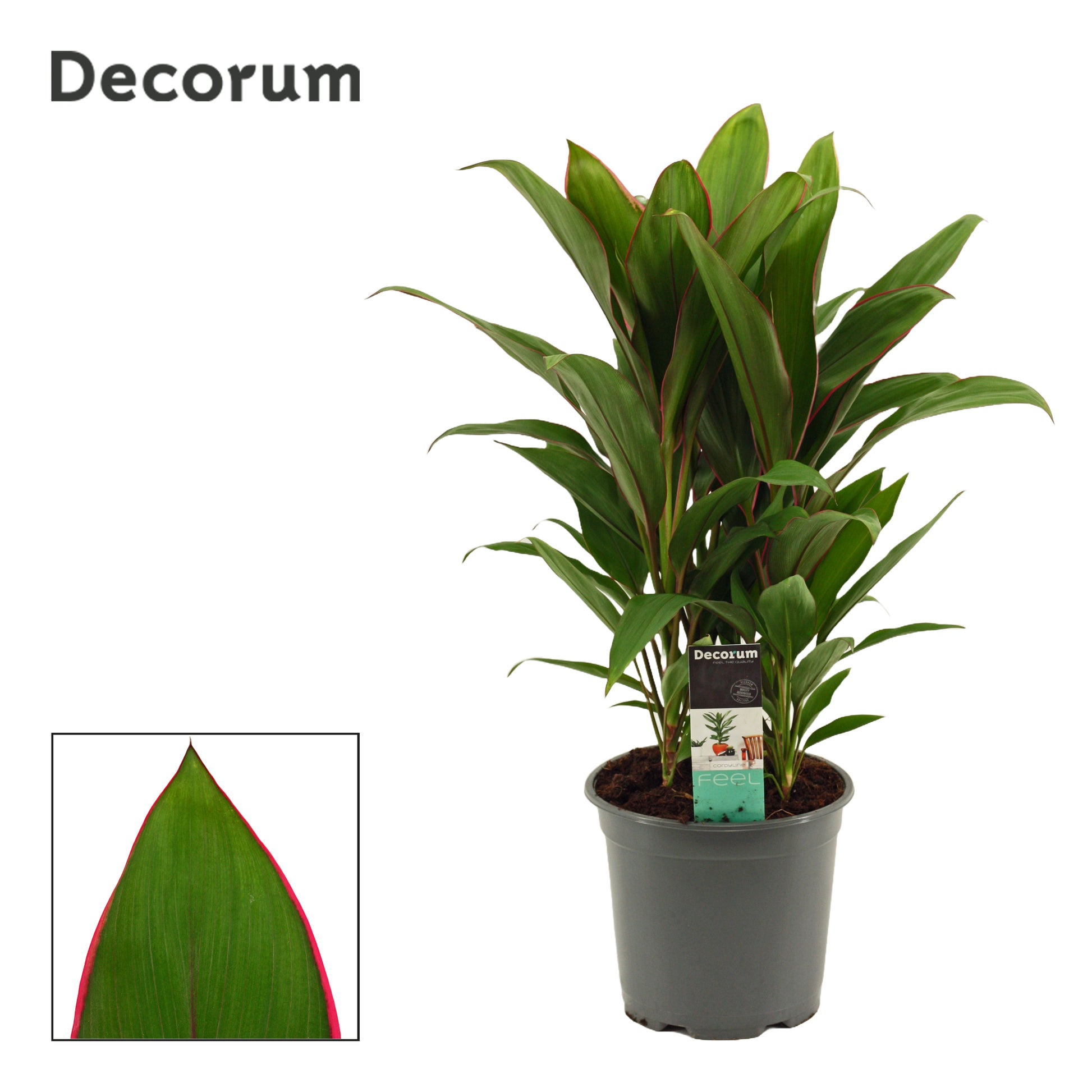 Duijn-Hove BV, kwekerij Cordyline aus. Salsa Pack of 3