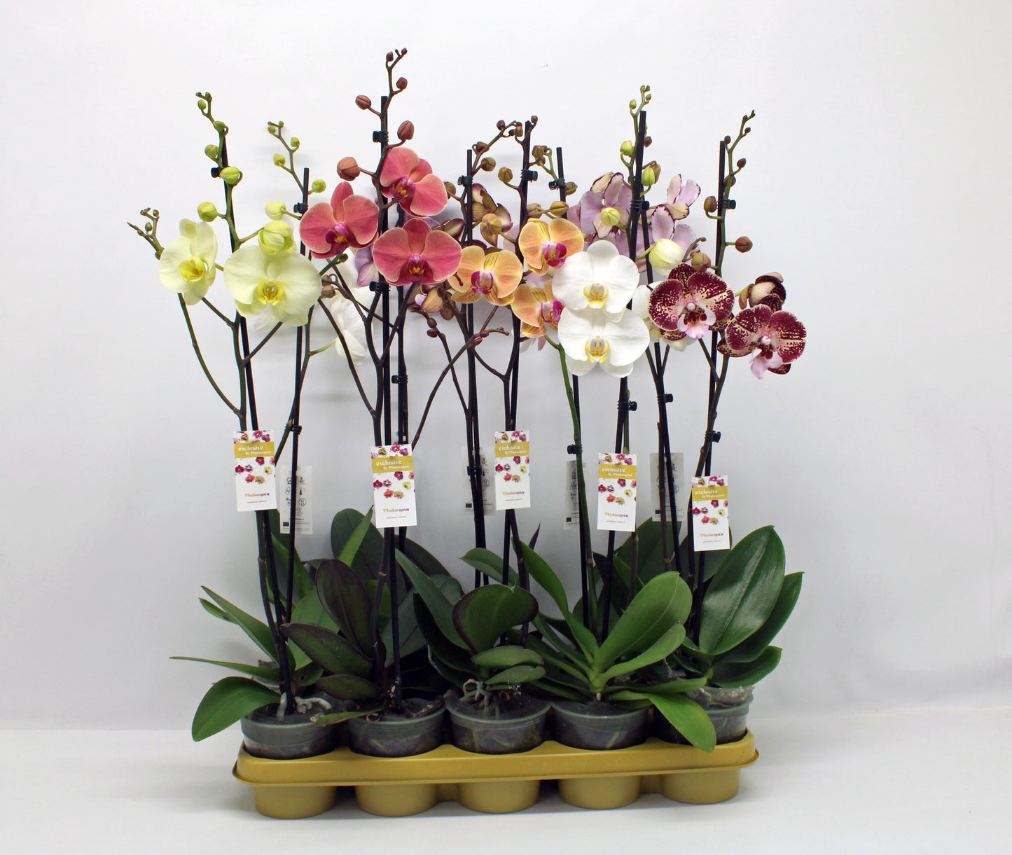Phalaenopsis mix 10 colors 65cm 12cm Pot