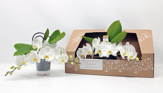 Phalaenopsis white 35cm 12cm Pot