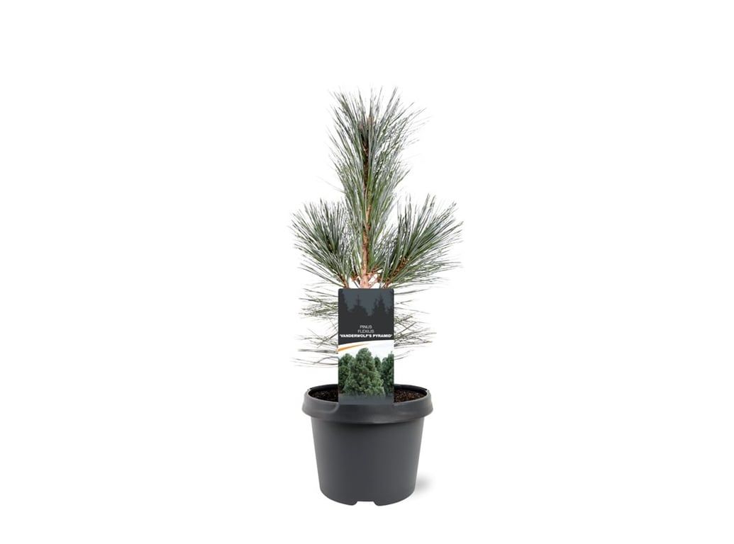 Pinus hybrid 35cm 19cm Pot