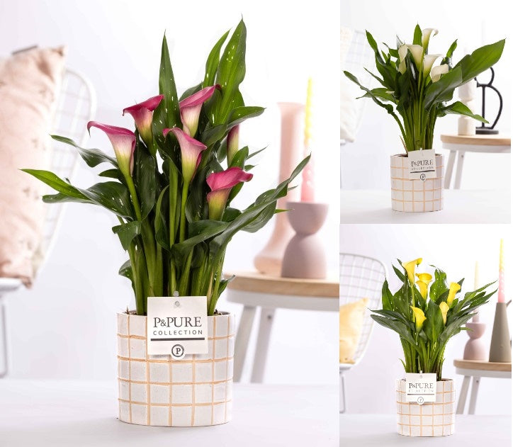 Zantedeschia 40cm 12cm Pot