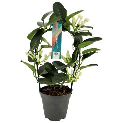 Stephanotis floribunda 40cm 12cm Pot