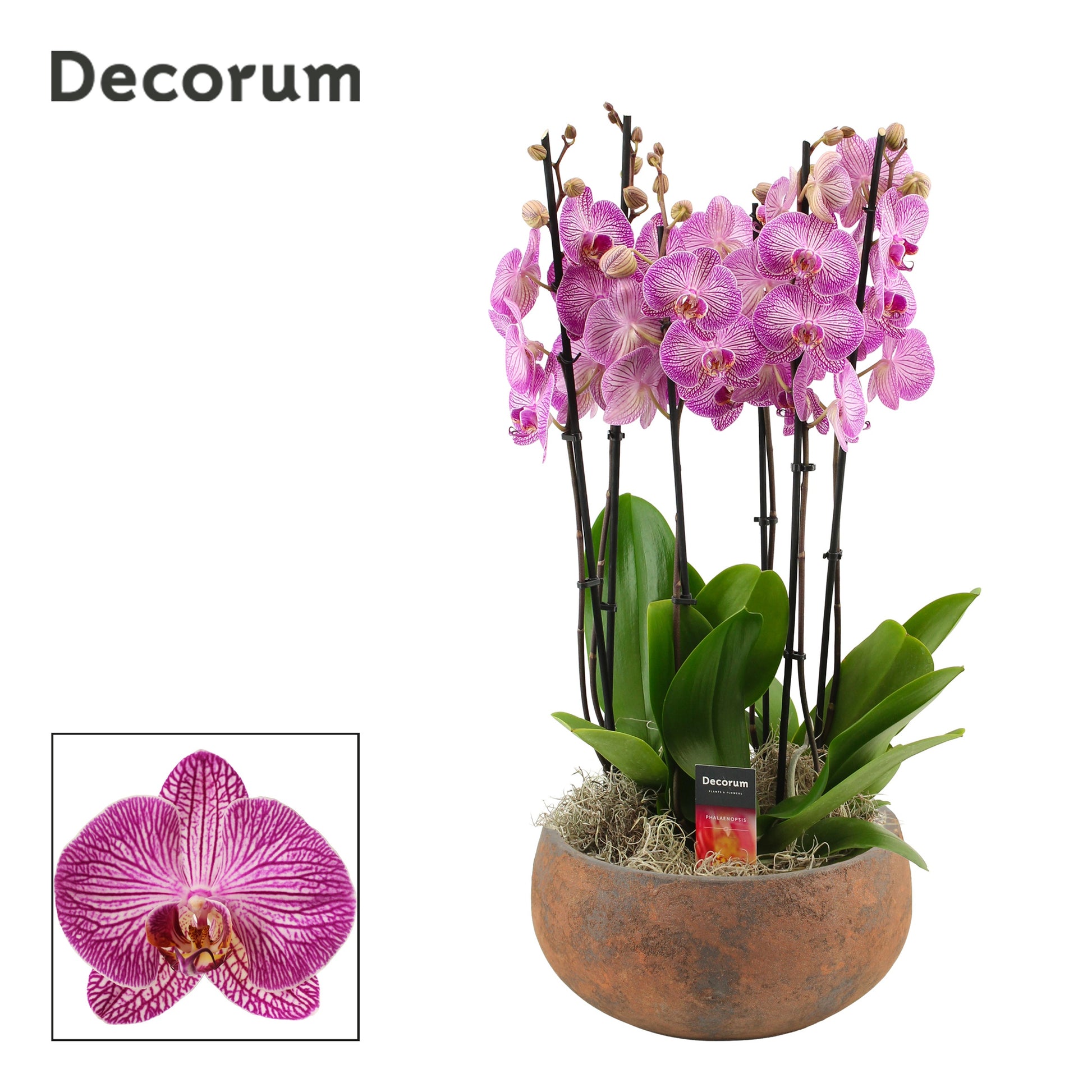 Phalaenopsis purple 65cm 27cm Pot