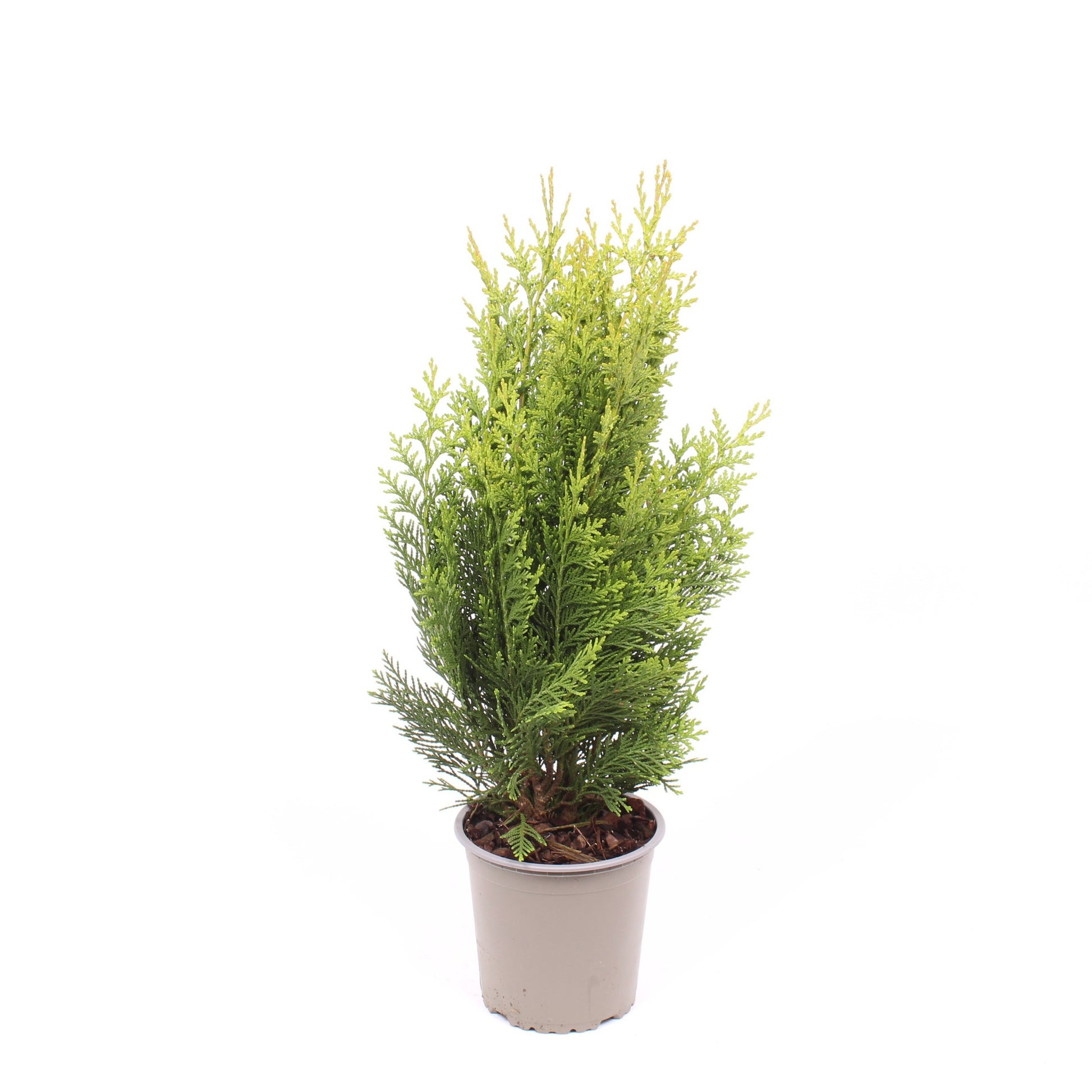 Chamaecyparis Green Pillar 40cm 13cm Pot