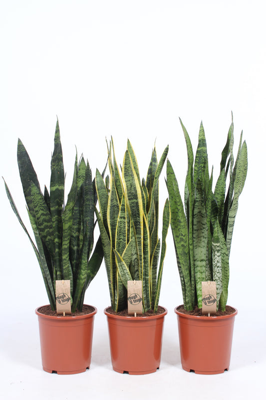 Sansevieria mix 80cm 21cm Pot