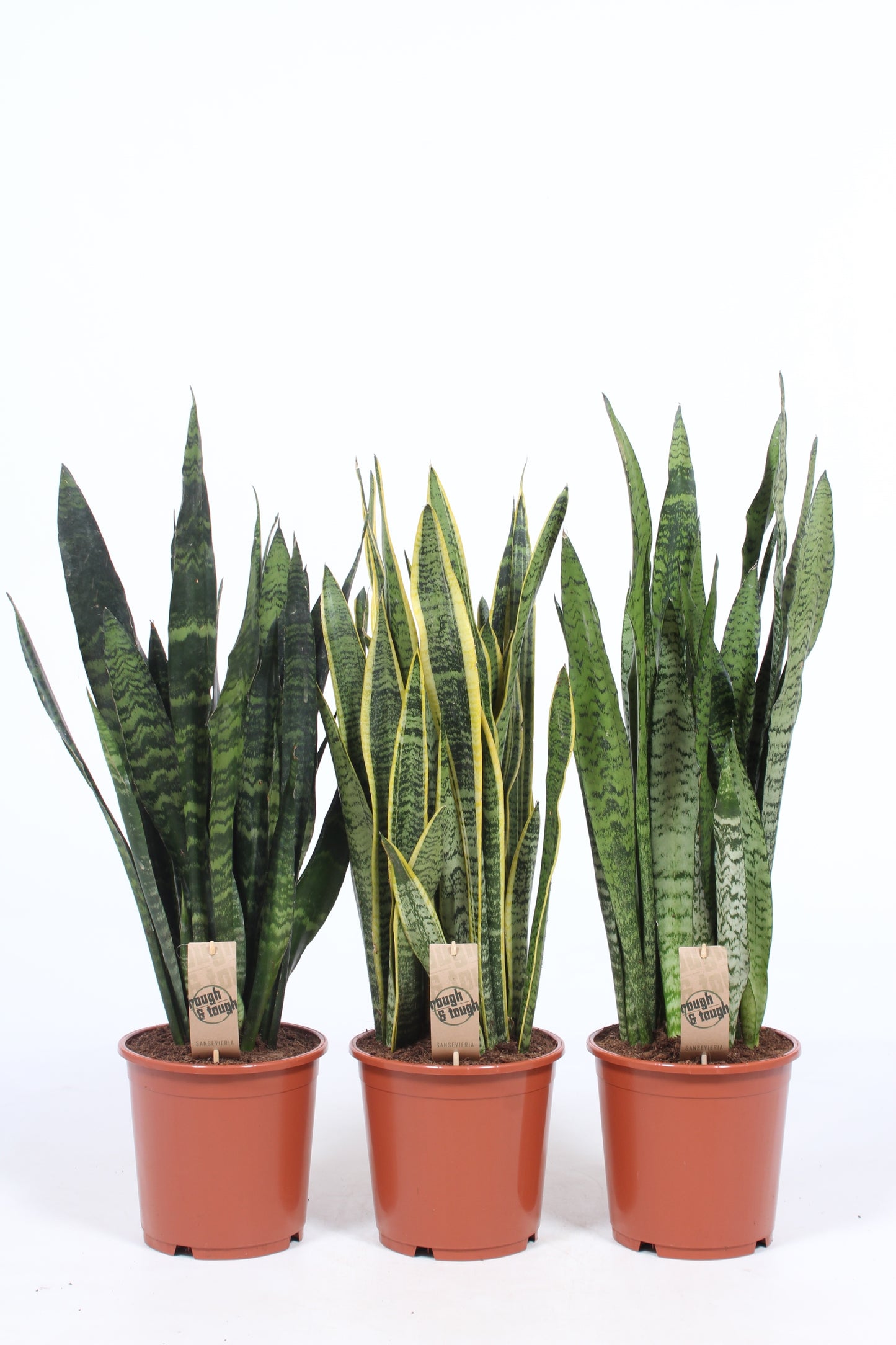 Sansevieria mix 80cm 21cm Pot