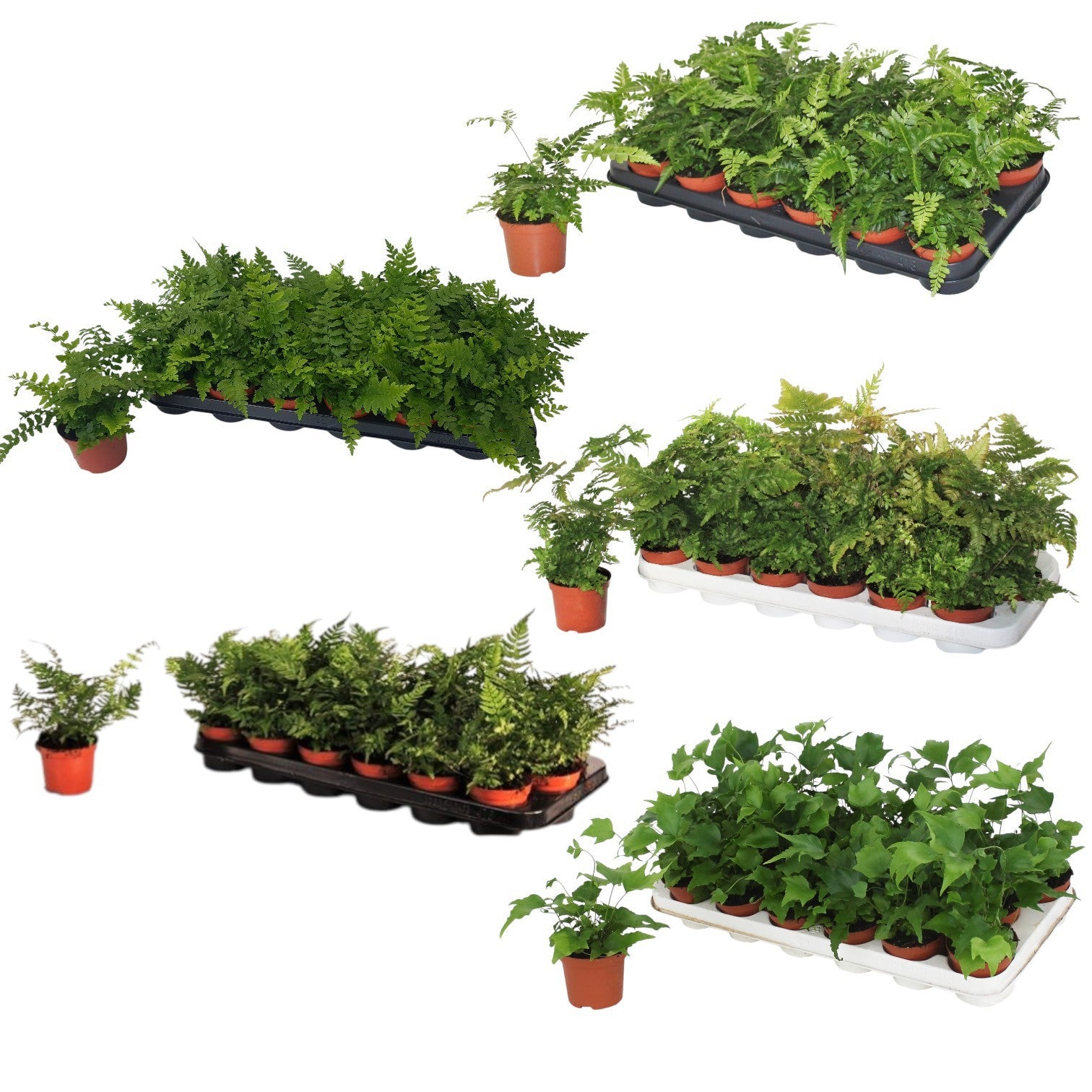 Ferns 20cm Special Pot (508)