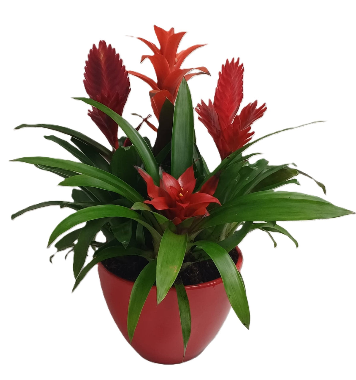 arr. Bromelia 55cm 23cm Pot