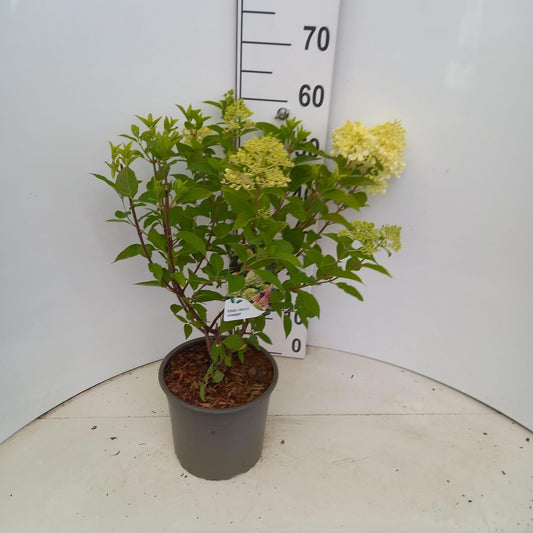 Hydrangea pan. Limelight 60cm 23cm Pot