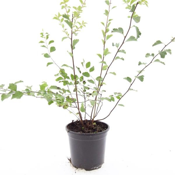 Boer, W.T.M. de Spiraea vanhouttei Pack of 8