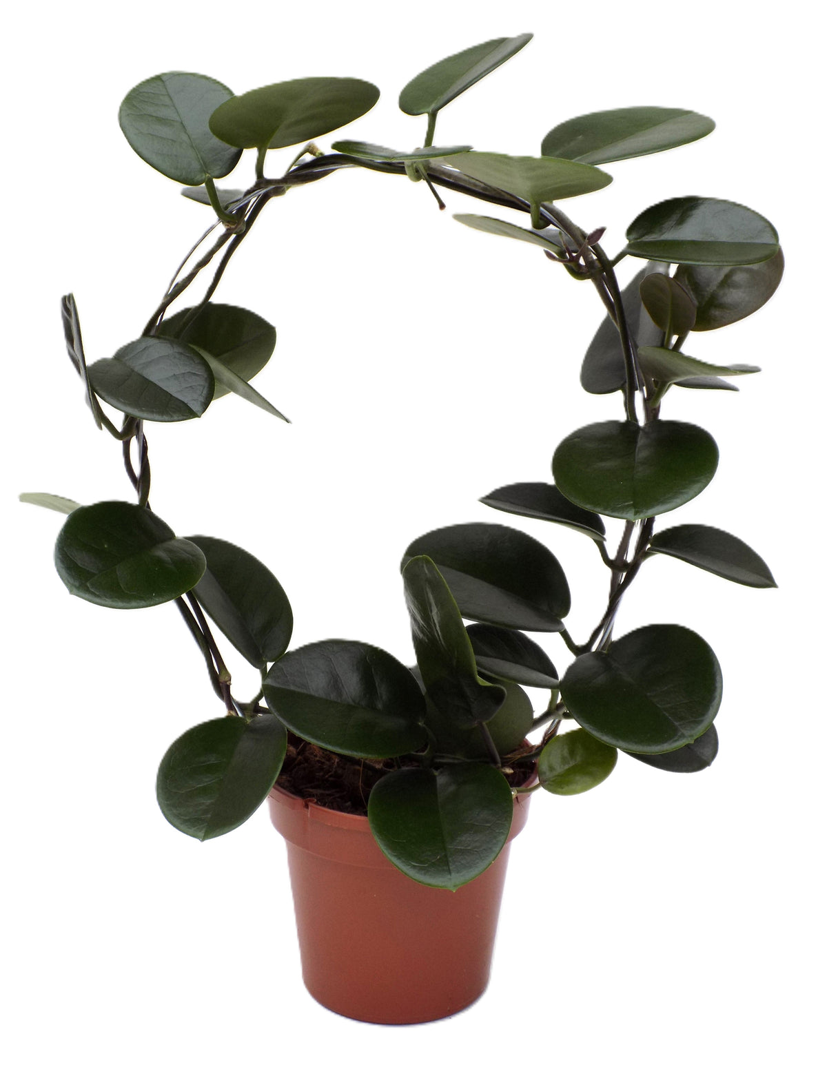 Hoya australis 45cm 12cm Pot