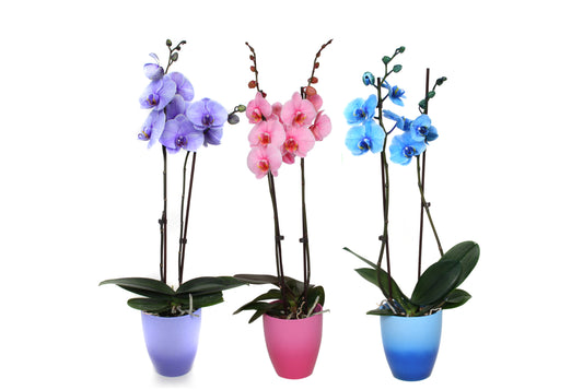Phalaenopsis mix painted 55cm 12cm Pot