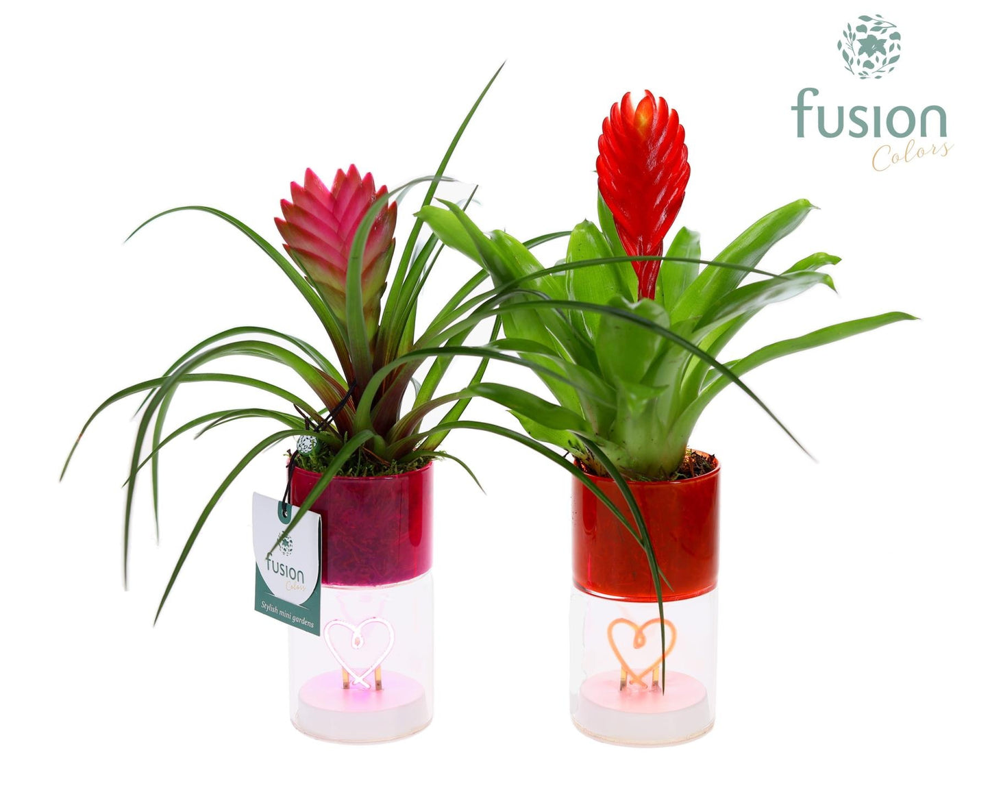 arr. Bromelia 29cm 7cm Pot