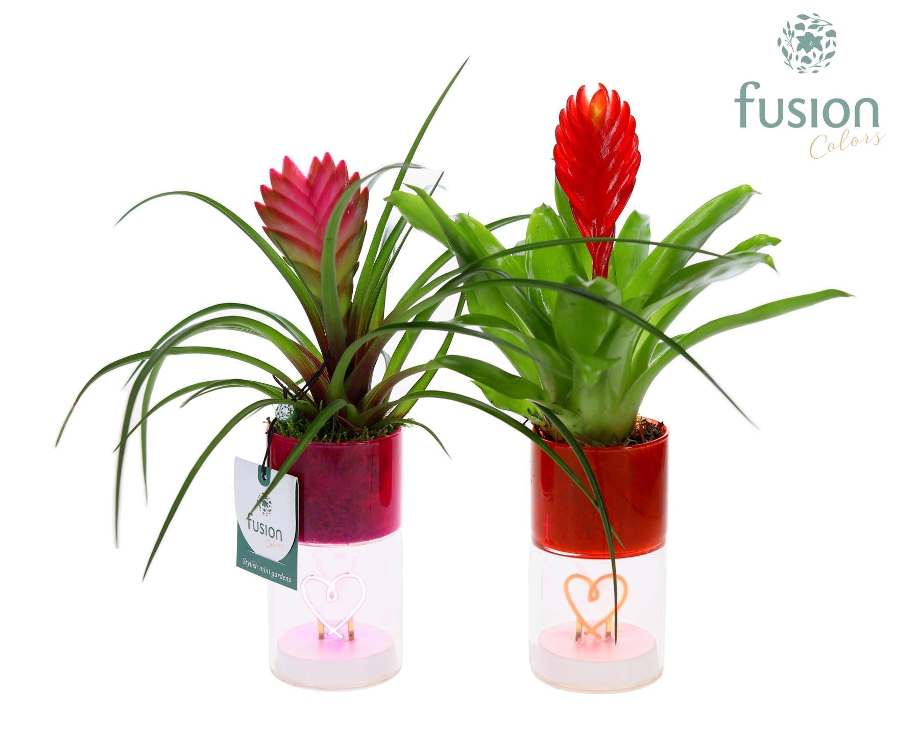 arr. Bromelia 29cm 7cm Pot