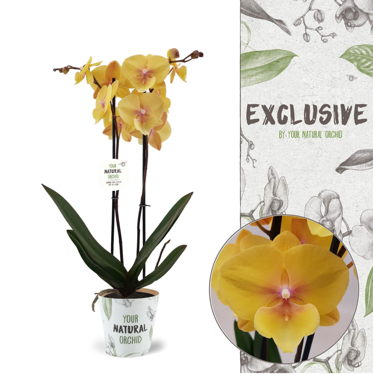 Phalaenopsis Manta Palau 60cm 12cm Pot