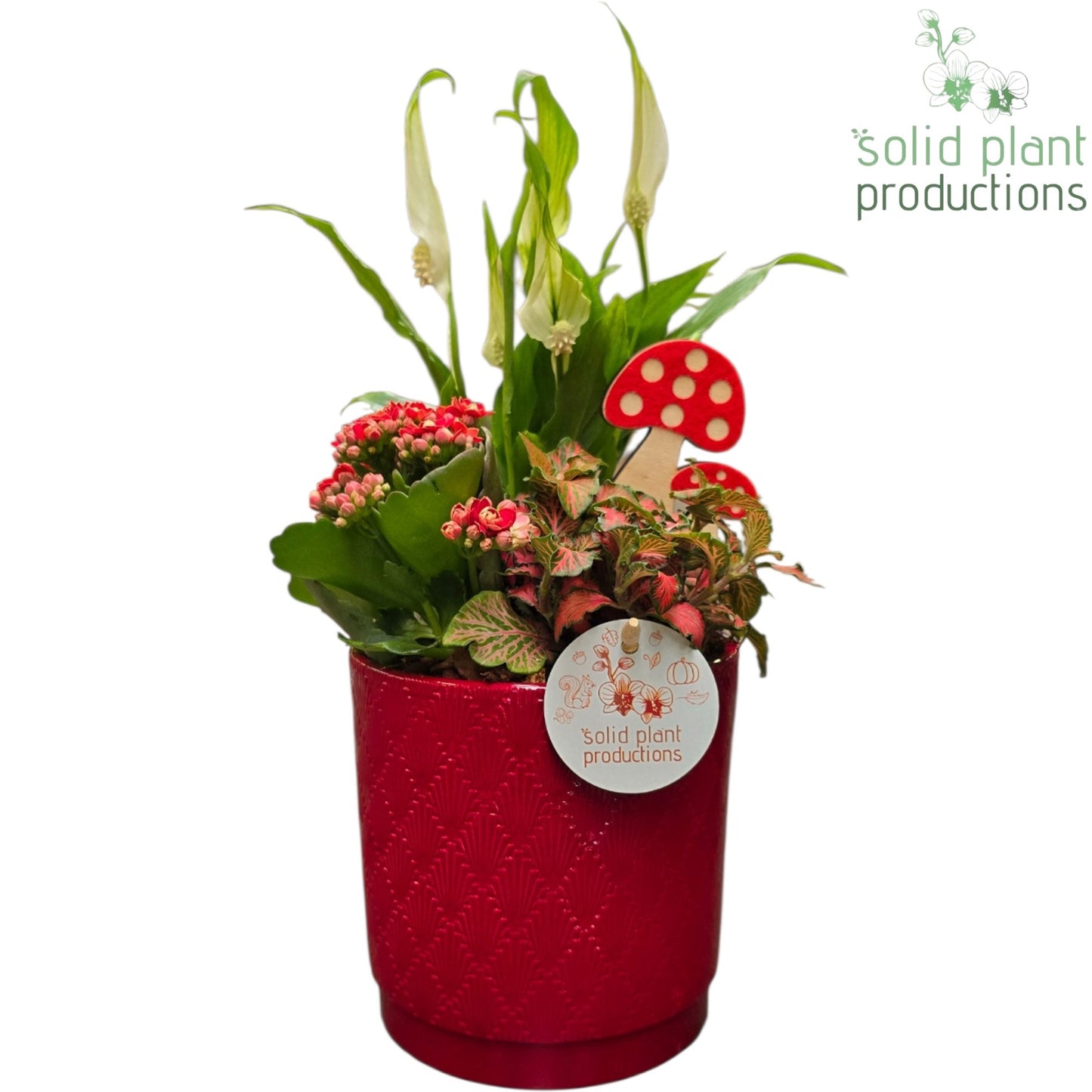 Solid Plant Productions SP001 Amy Red Pack of 6
