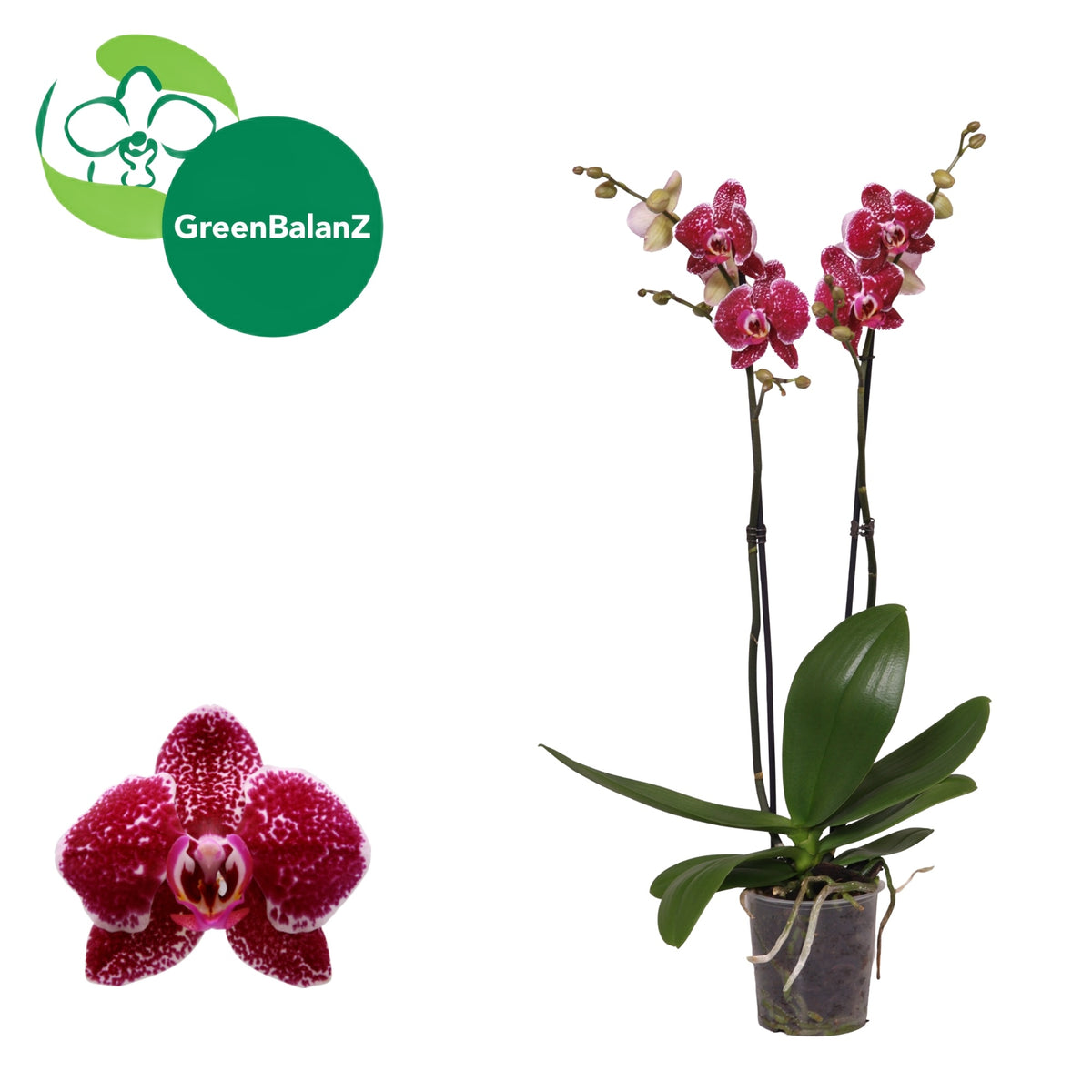 Phalaenopsis Eduction 55cm 12cm Pot