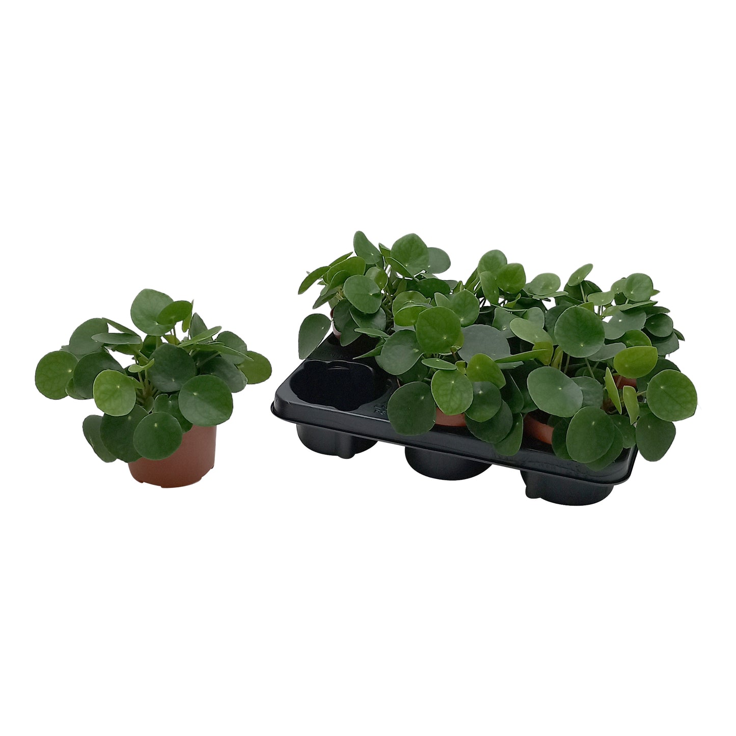 Quakelplant BV Pilea peperomioides Pack of 8