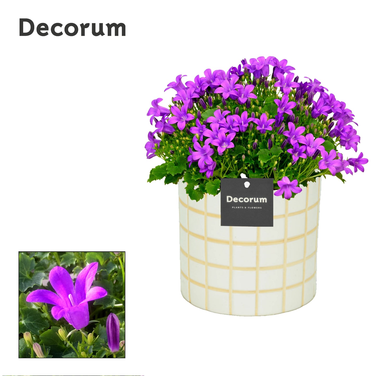 Campanula Porto 23cm 14cm Pot