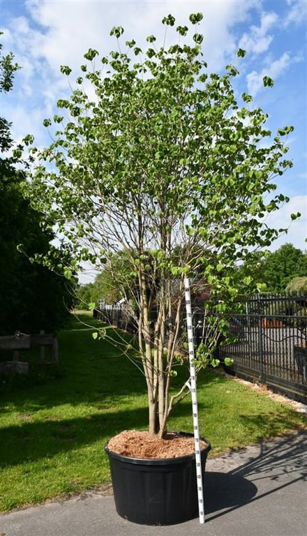 Bloemenkampen BV, Hkw. de Cornus florida Pack of 1