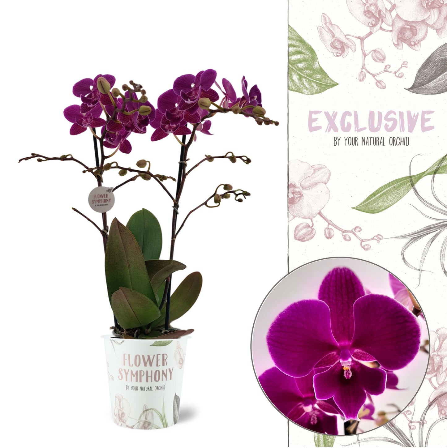 Phalaenopsis Flower Symphony mix 40cm 12cm Pot