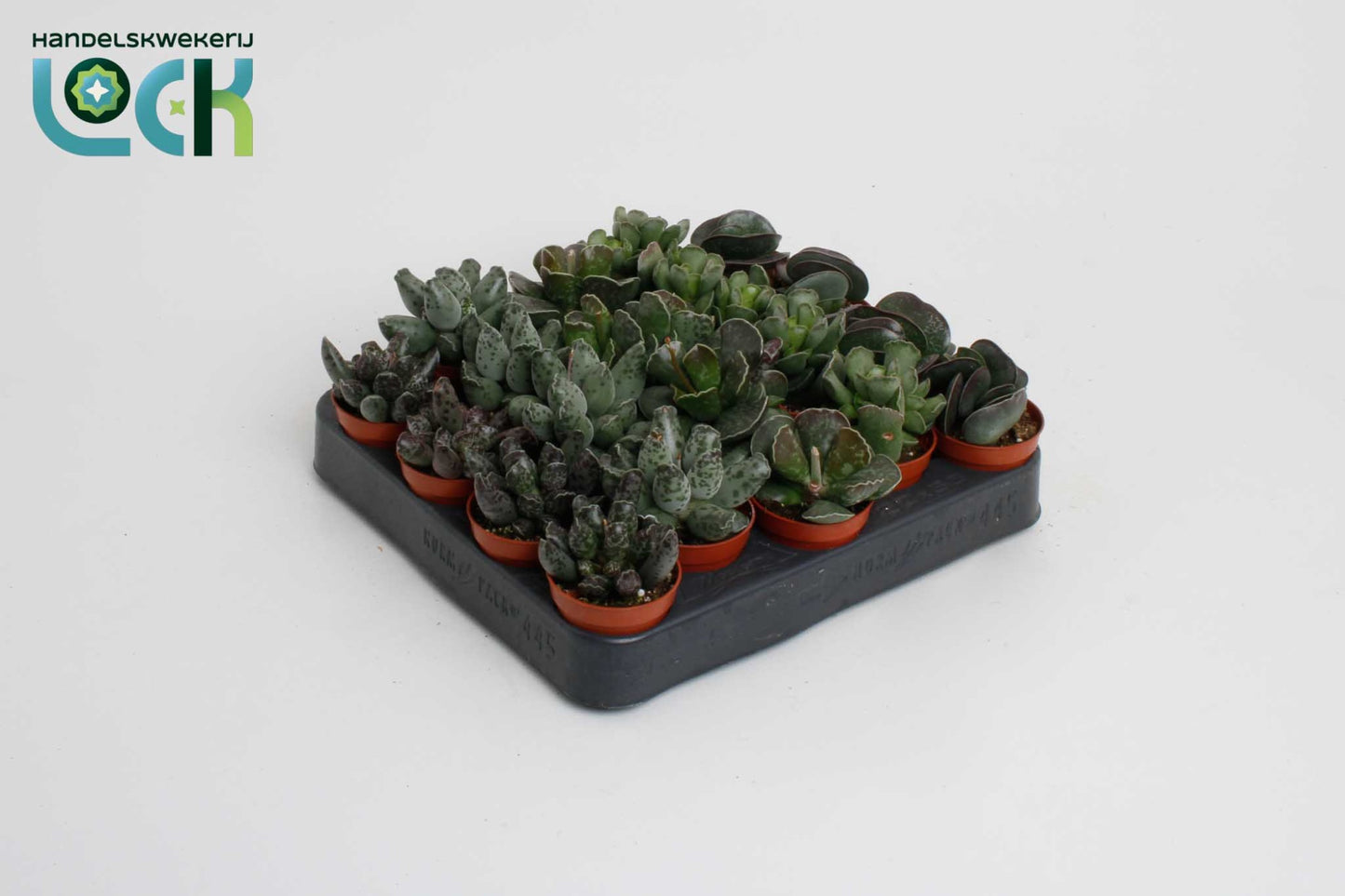 Adromischus mix 10cm 5.5cm Pot