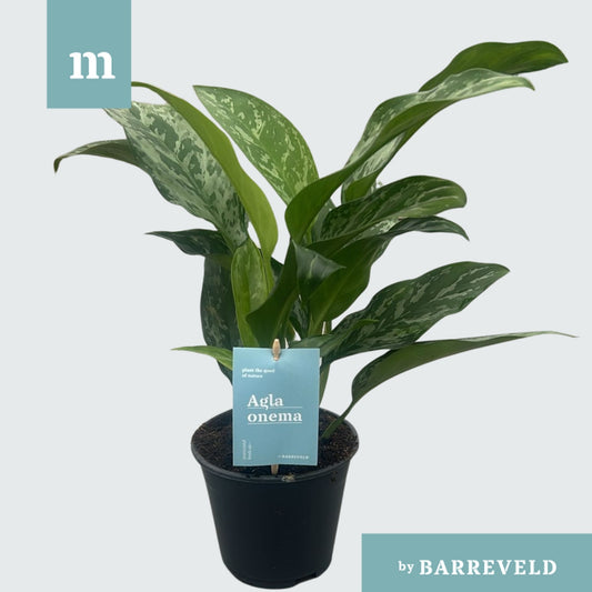 Aglaonema Hybrid 40cm 14cm Pot