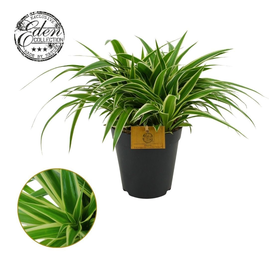 Chlorophytum Ocean 35cm 15cm Pot