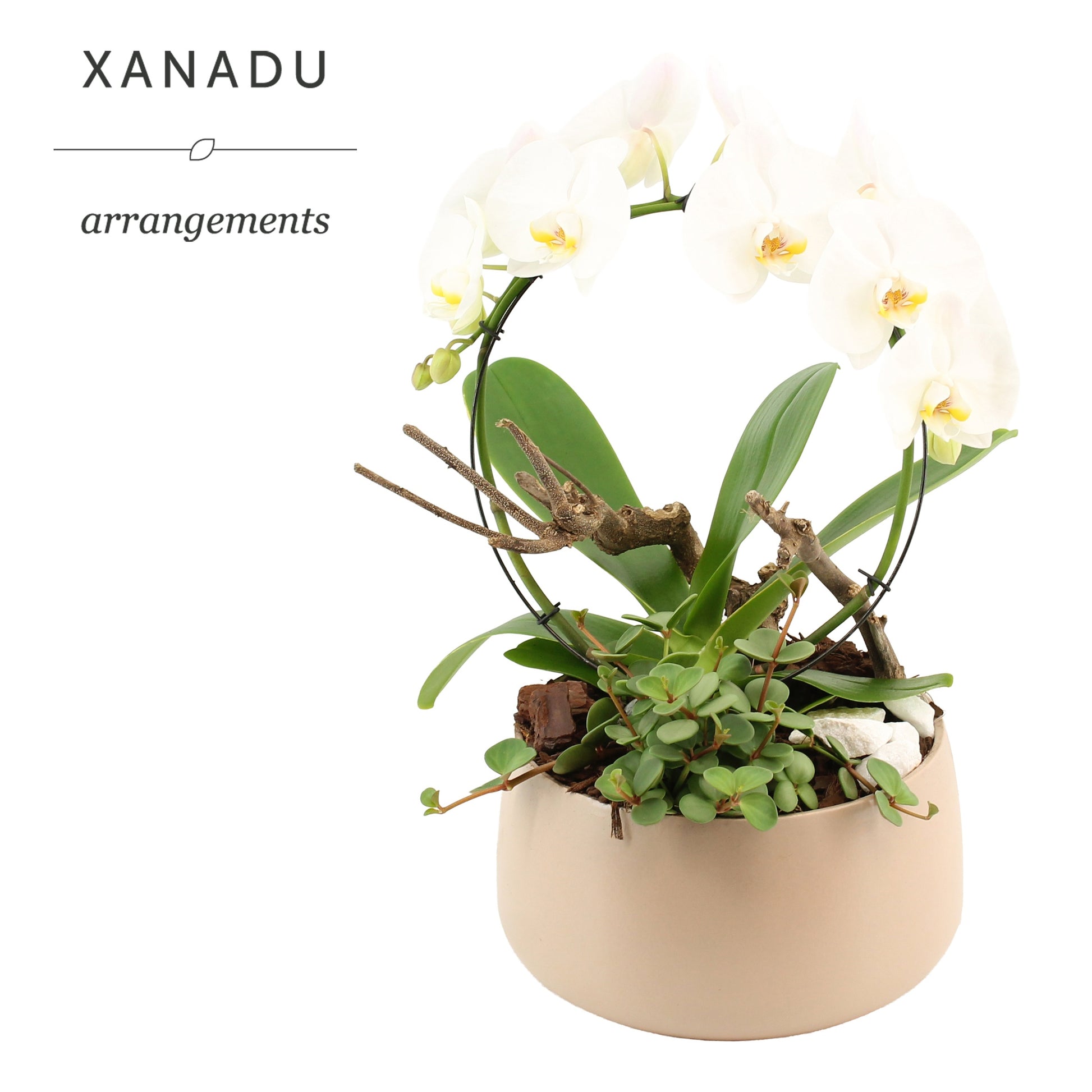 Xanadu Braga 50cm 24cm Pot