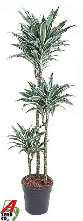 Dracaena fragrans White Jewel 140cm 24cm Pot
