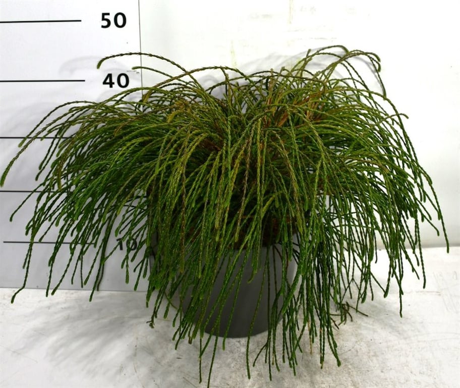 Thuja plicata Whipecord 15cm 26cm Pot