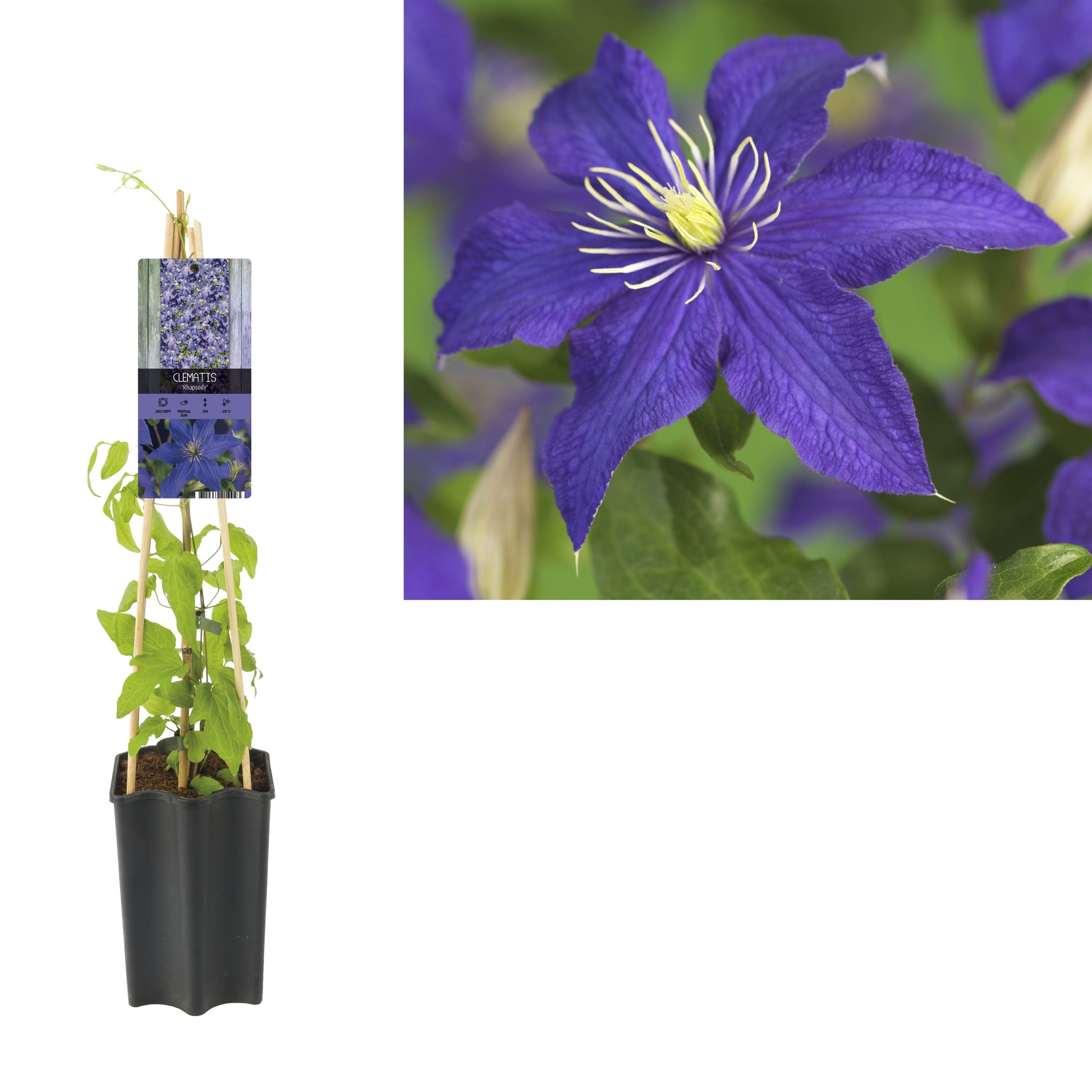Clematis Rhapsody 65cm 15cm Pot