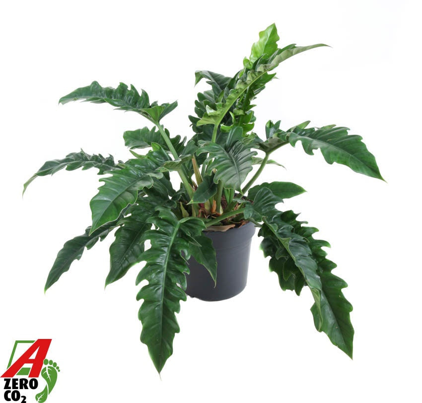 Philodendron Narrow 80cm 30cm Pot
