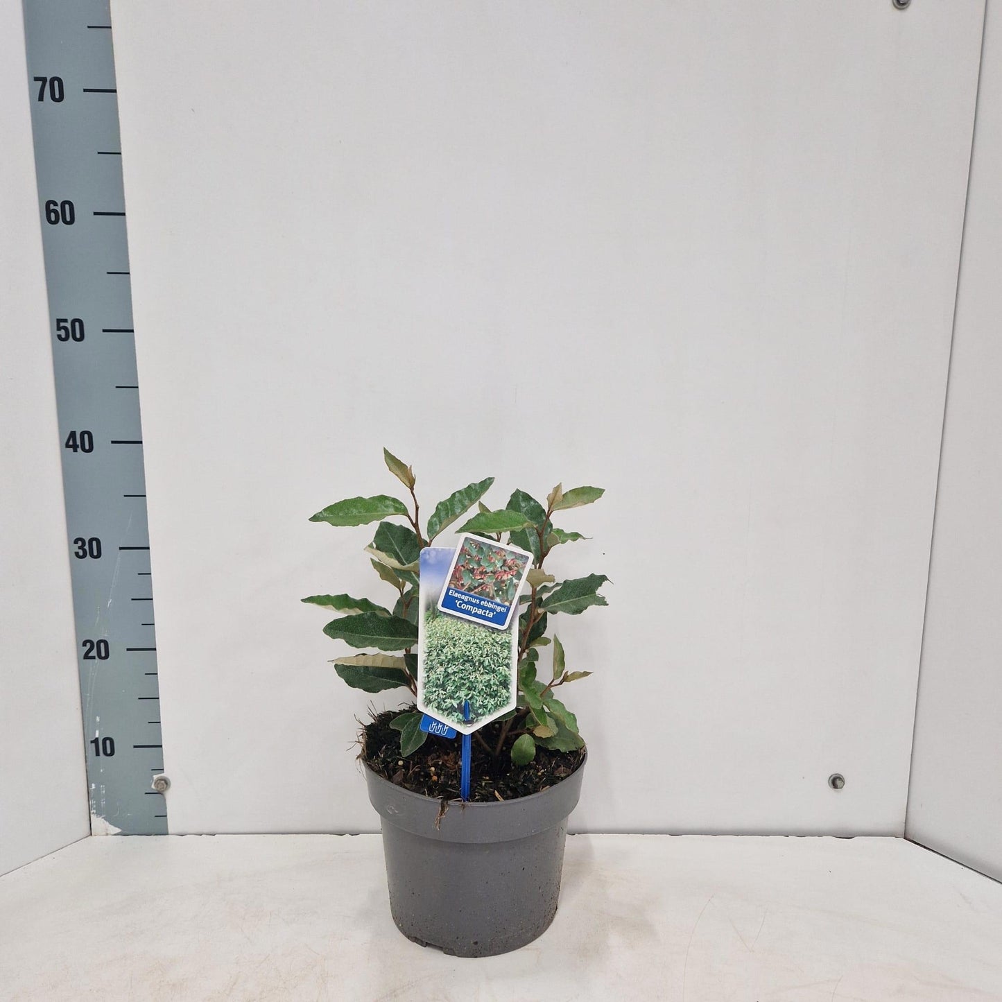 Elaeagnus ebbingei 35cm 19cm Pot
