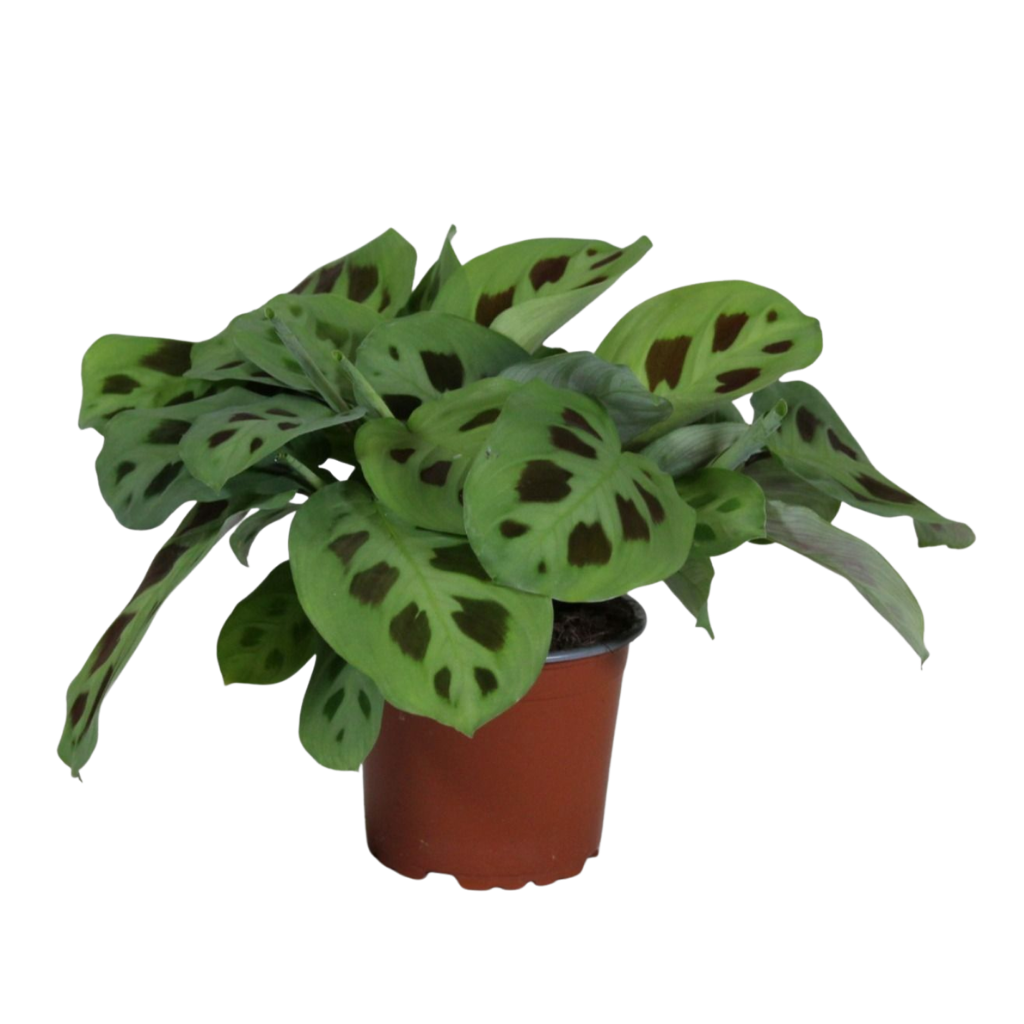 Maranta Kerchoveana 30cm 12cm Pot
