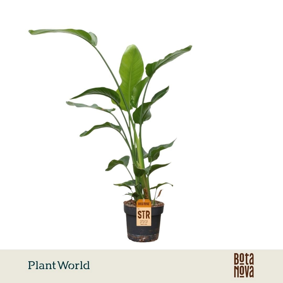 Strelitzia nicolai 120cm 24cm Pot